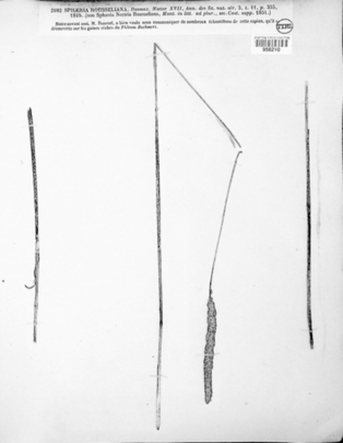 Phaeosphaeria rousseliana image
